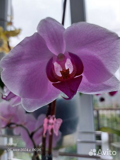 Орхидея