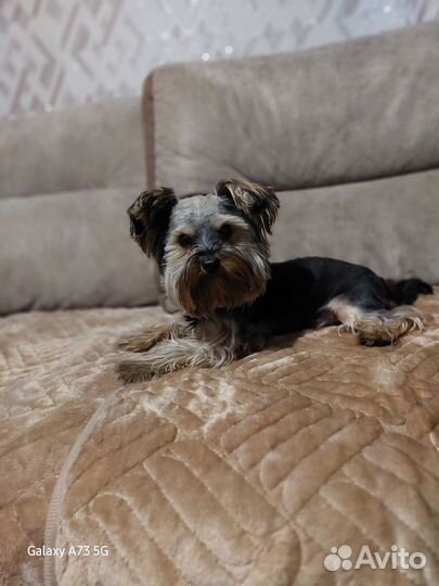 Йоркширский терьер мини