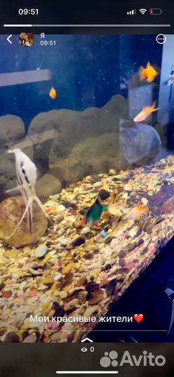 Аквариумные рыбки
