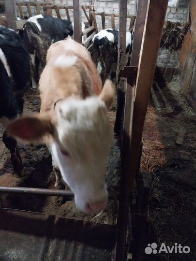 Бычки и телята от 4 месяцев