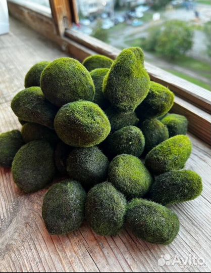 Кладофора шаровидная/мох маримо