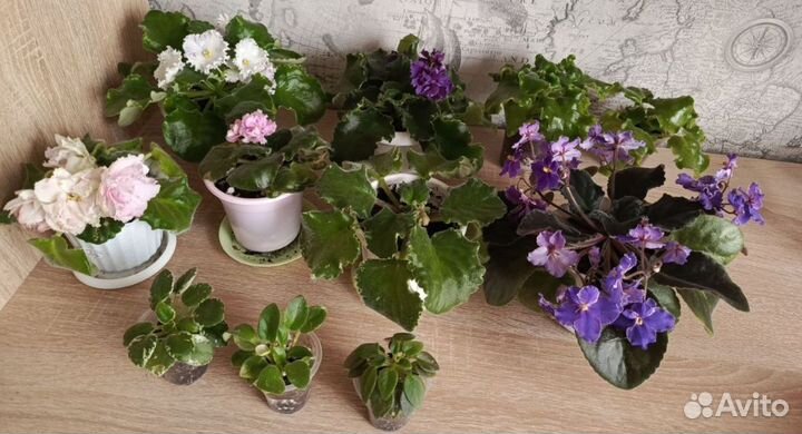 Фиалка сортовая