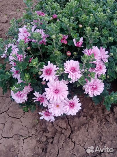 Хризантема мультифлора