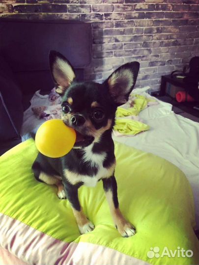 Вязка кобель чихуахуа