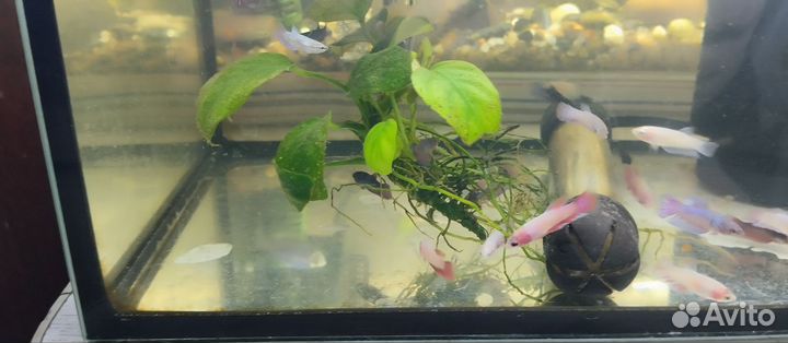 Рыбка петушок