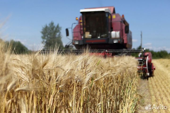 Протравители семян Тебузан Тебуконазол Пшеница