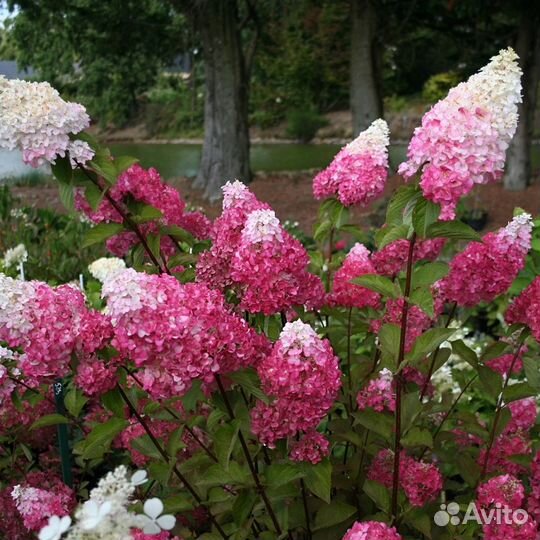 Питомник-С реализует гортензию метельчатую
