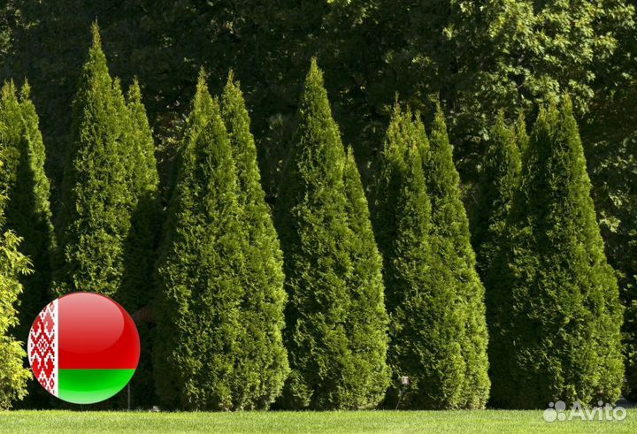 Туя Смарагд 1,8-2 м,Брабант,Колумна