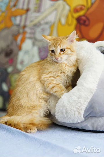 Котенок в добрые руки