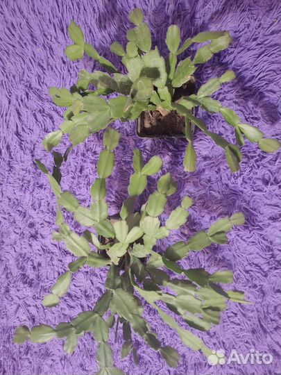 Декабрист шлюмбергера сортовые