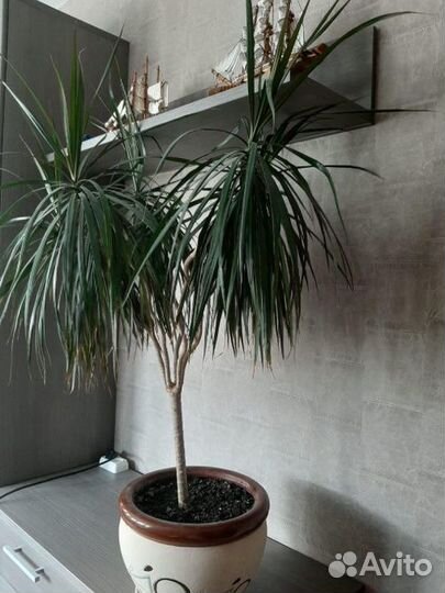 Пальма Драцена