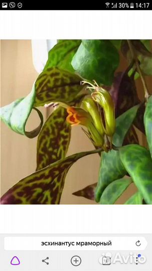 Эсхинантус - комнатные цветы