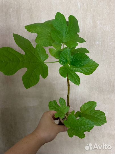 Папоротник, инжир