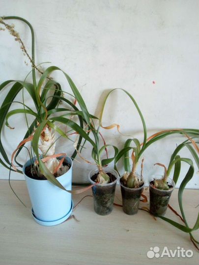 Лук китайский, птицемлечник