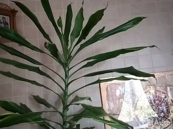 Метровая верхушка комнатного растения драцены