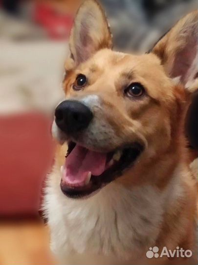 Собака в добрые руки