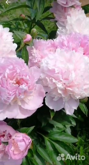 Саженцы пиона