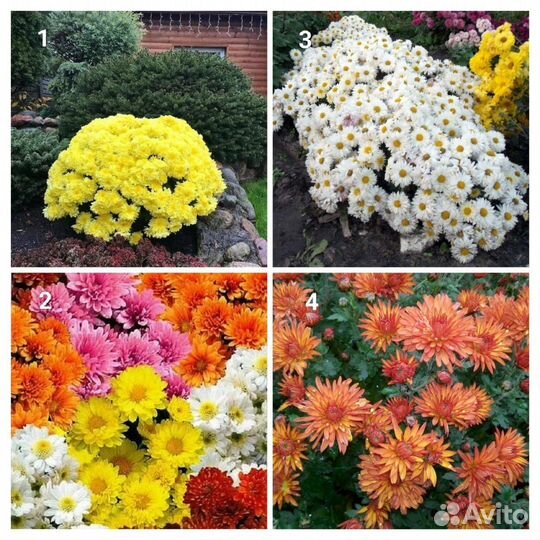 Хризантема рассада