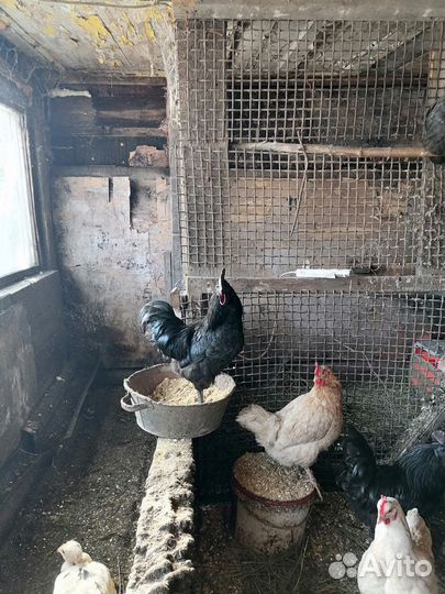 Петухи ухейилюй