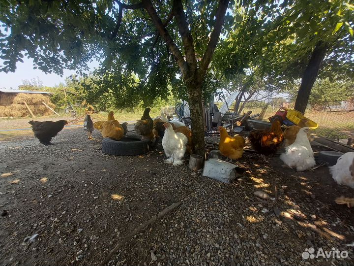 Куры и петушки породы орпинктон и кохинхин