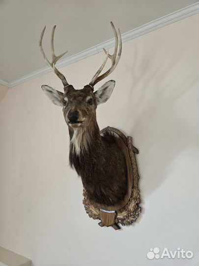 Чучело благородного оленя