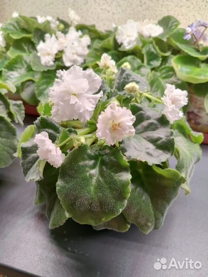 Сортовые фиалки цветущие