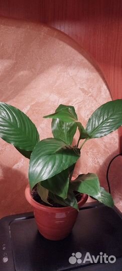 Спатифиллум- Женское счастье