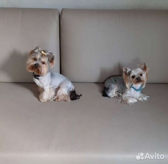 Стрижка собак и кошек