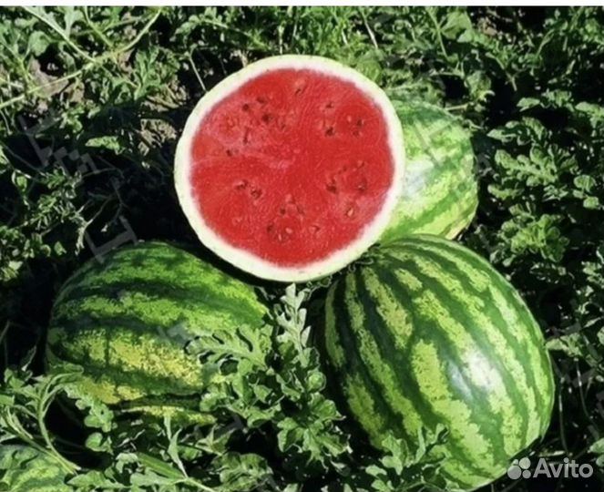 Семена арбуза