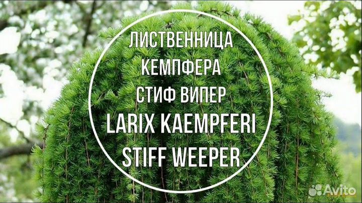 Лиственница на штамбе