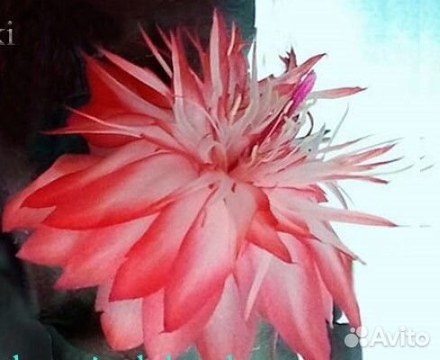 Редкие сорта декабристов (шлюмбергер)