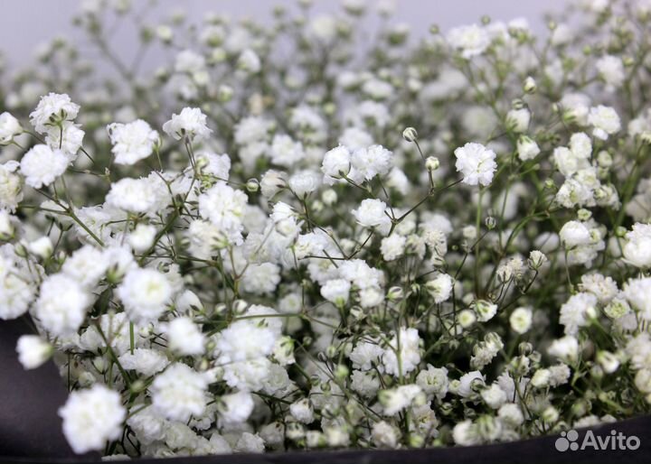 Гипсофила. Букет цветов