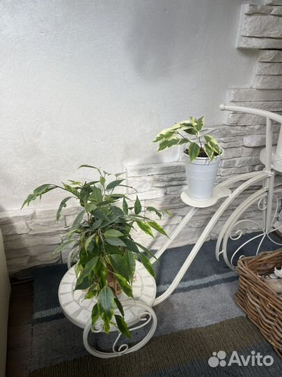 Фикусы разных сортов де Гентель