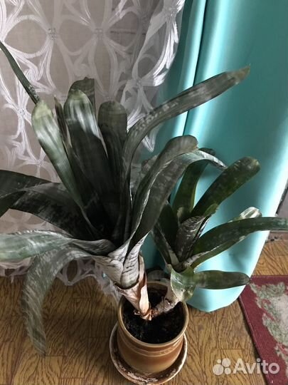 Эхмея полосатая