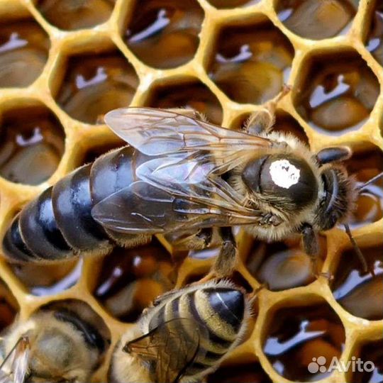 Пчеломатки