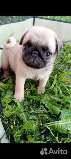 Мопсики чёрный бриллиант и бежевые