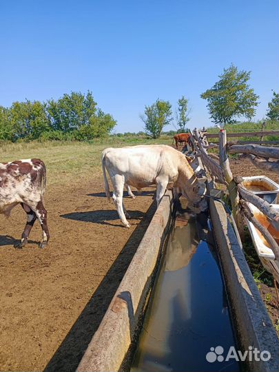 Телята бычки от 6 мес