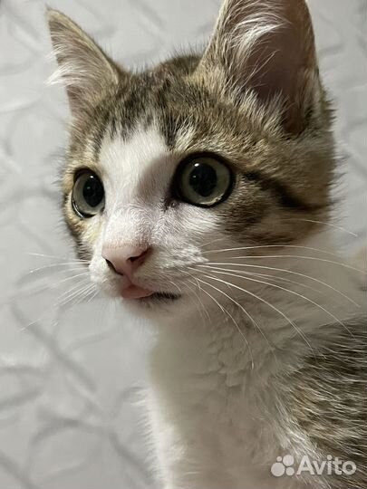 Котенок в добрые руки
