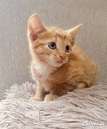 Рыжие котята