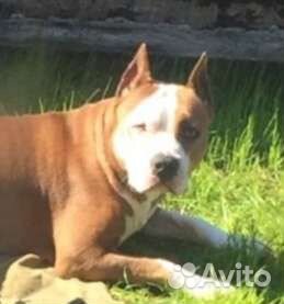 Купирование ушей