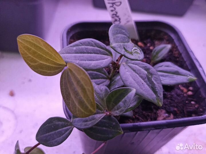 Ампельные комнатные