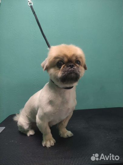 Стрижка кошек и собак Солнечный