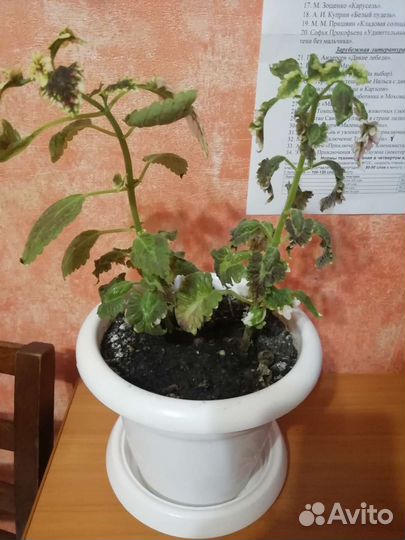 Кротон