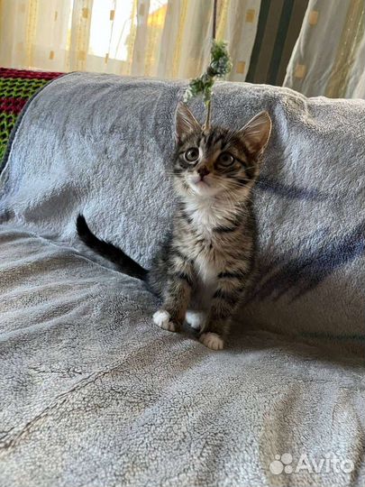 Котенок полосатый