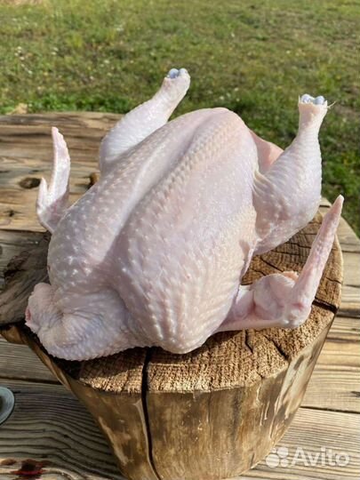 Мясо домашнее цыплят бройлеров
