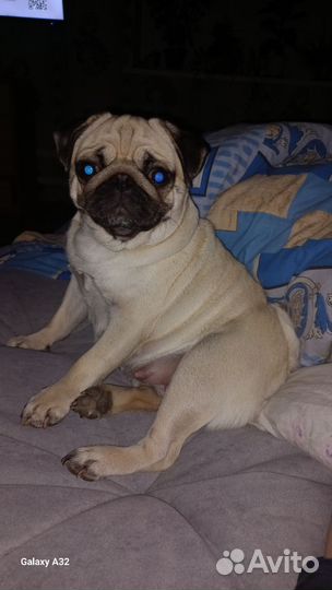 Щенки мопса