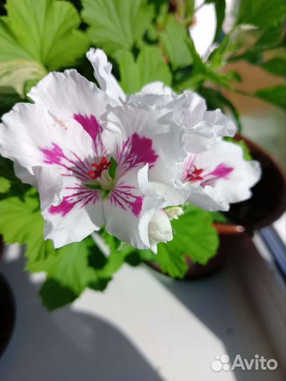 Пеларгония герань