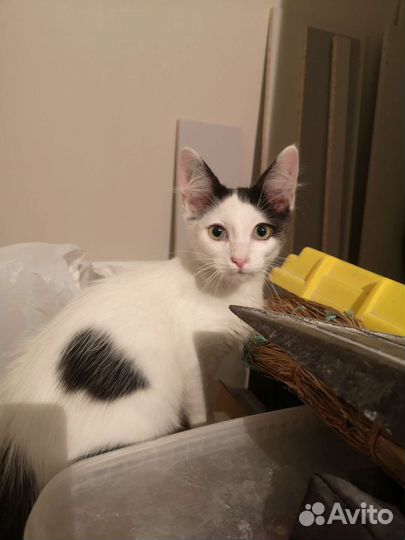 Маленький котенок ищет самые добрые ручки