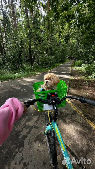 Передержка животных