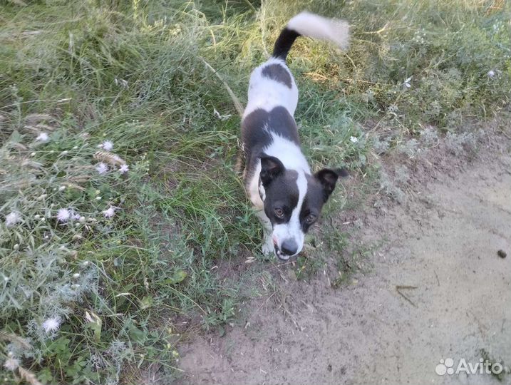 Маленькая собака